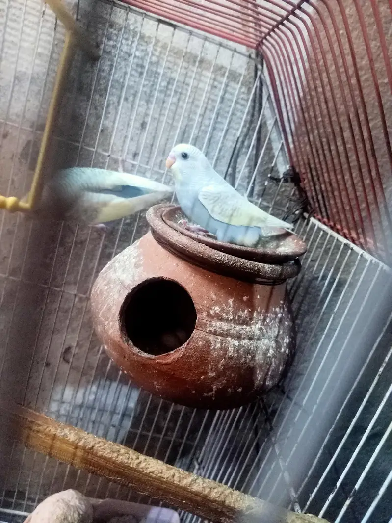 beautiful parrot weight color — photo 5