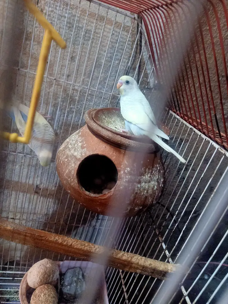 beautiful parrot weight color — photo 6