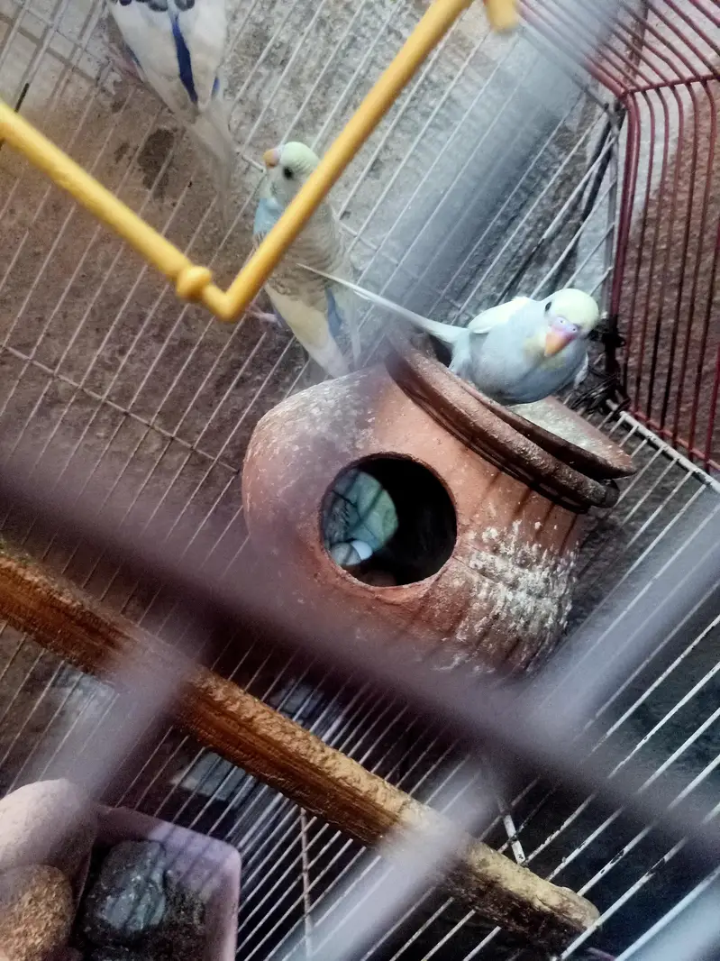 beautiful parrot weight color — photo 7