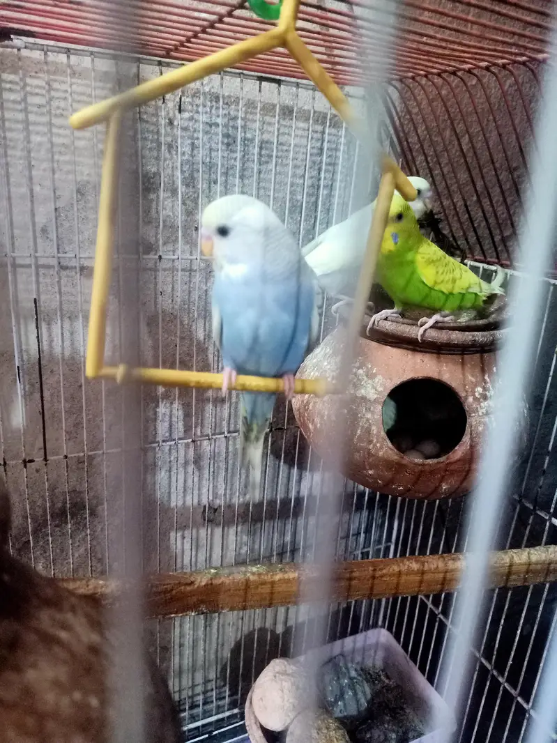 beautiful parrot weight color — photo 8