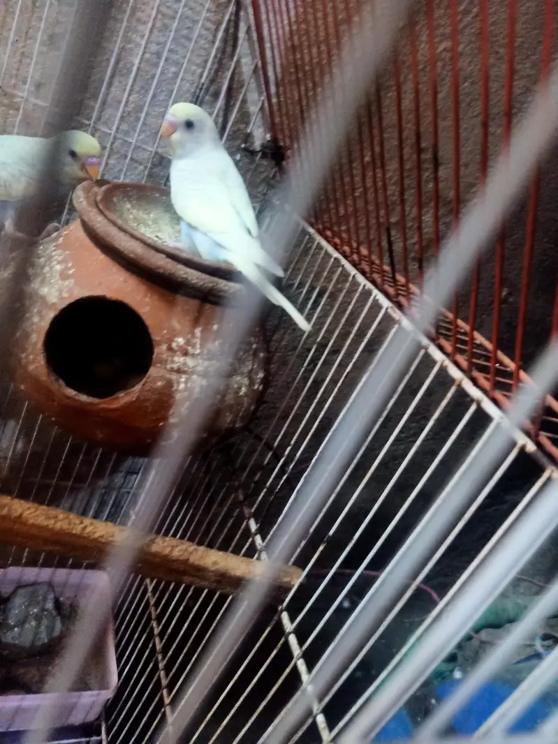beautiful parrot weight color — photo 9