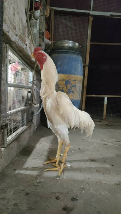White King shamo