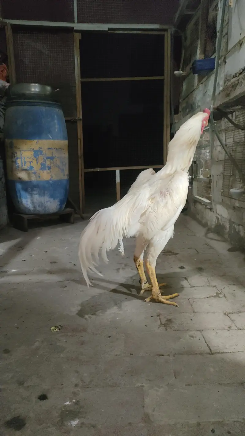 White King shamo — photo 2