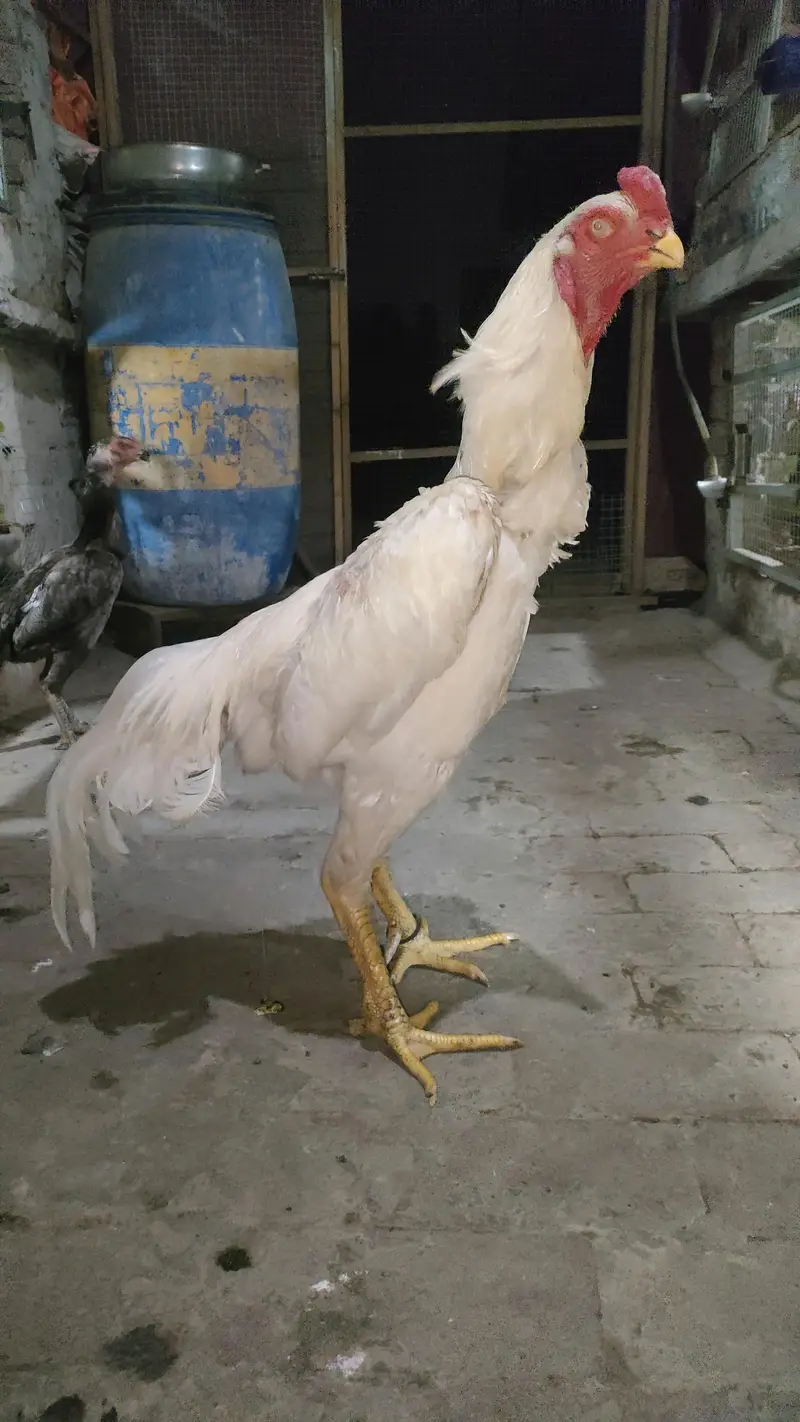 White King shamo — photo 3