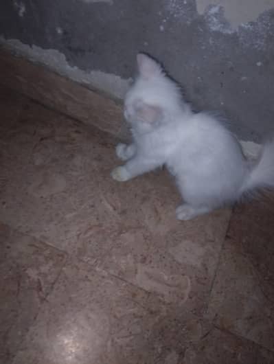 pair of blue eye double coated cat