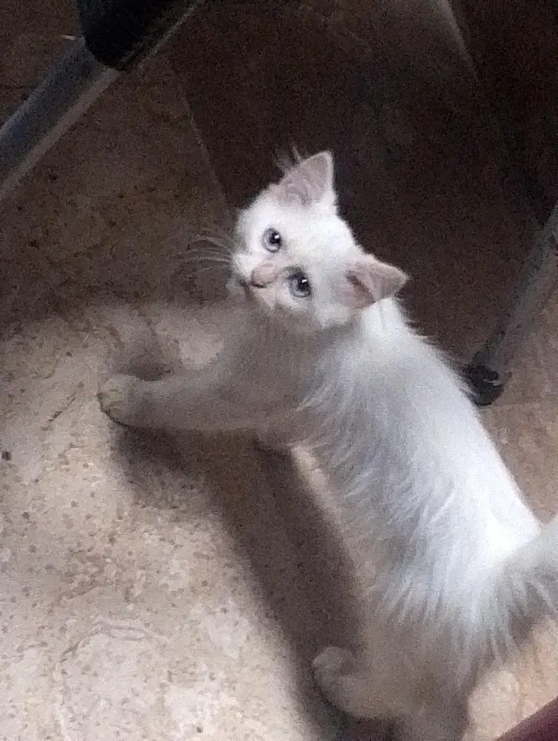 pair of blue eye double coated cat — photo 2