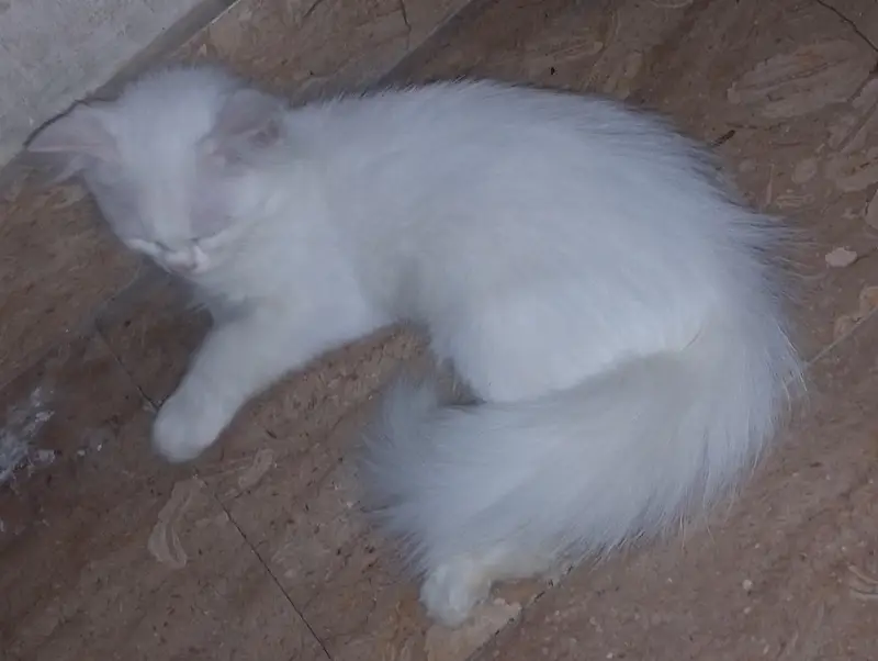 pair of blue eye double coated cat — photo 3