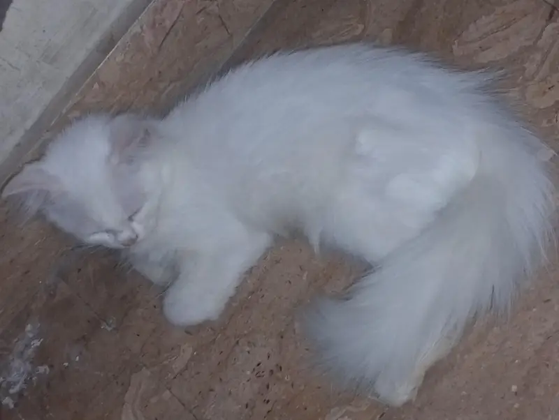 pair of blue eye double coated cat — photo 4