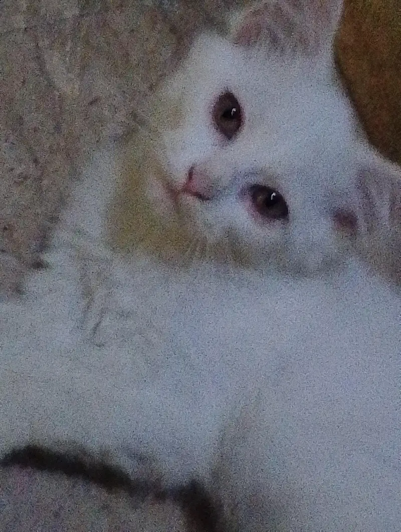 pair of blue eye double coated cat — photo 5