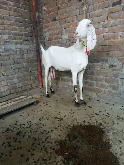 Rajan puri. dod wali bakri ek din ka 2 kg dood dayti hai
