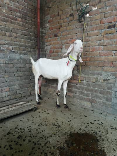 Rajan puri. dod wali bakri ek din ka 2 kg dood dayti hai
