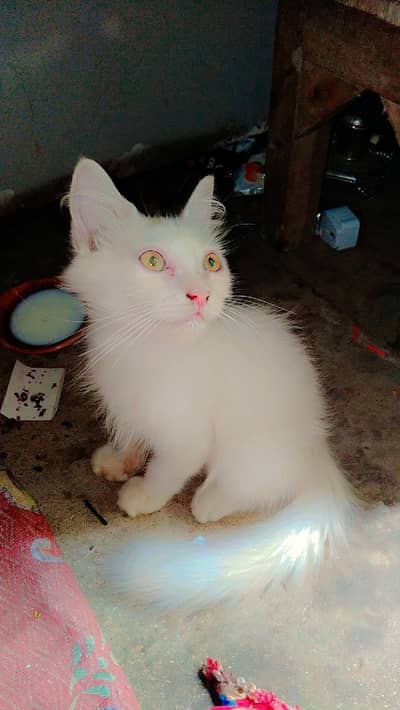 cat kitten cute Bhot masti karti hn