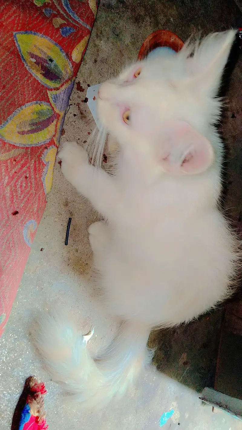 cat kitten cute Bhot masti karti hn — photo 2