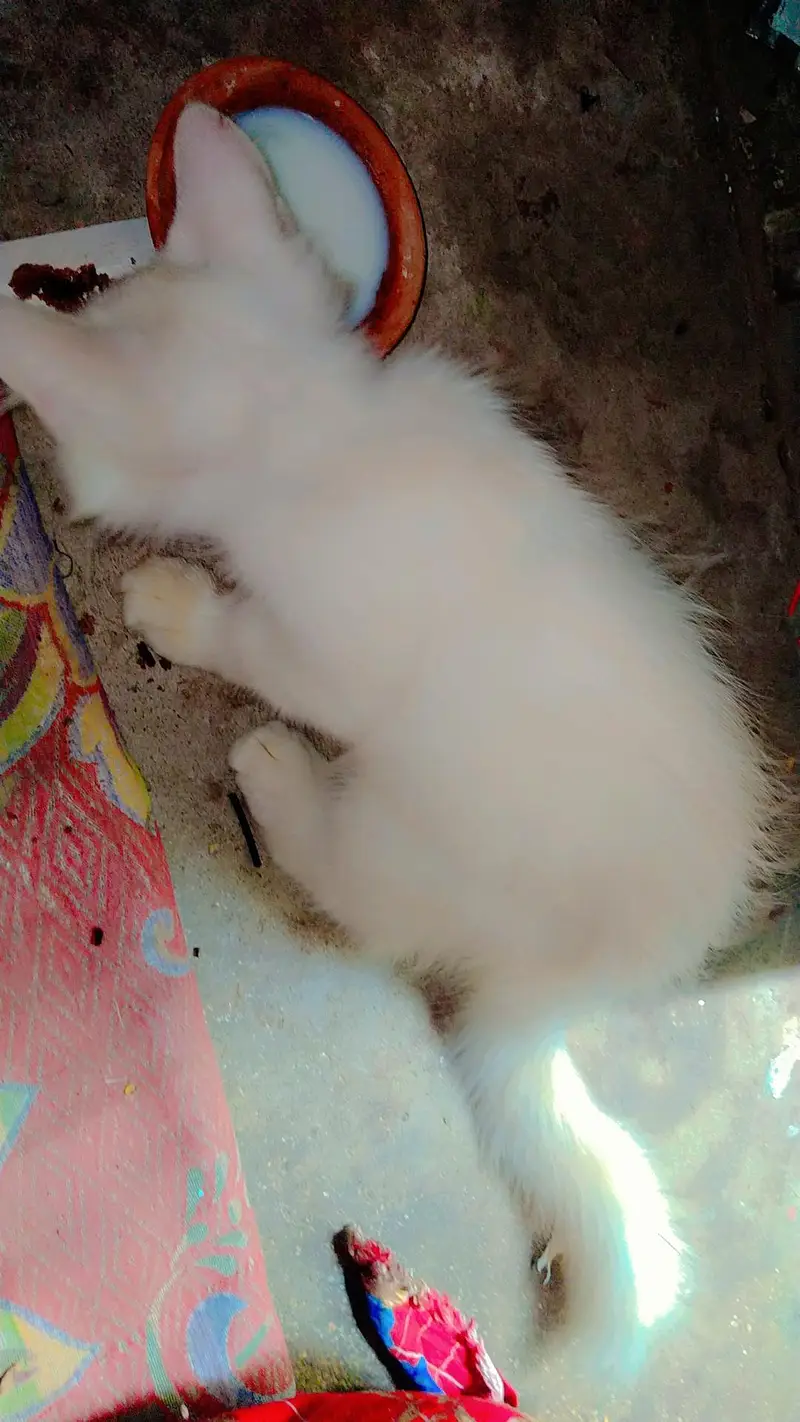 cat kitten cute Bhot masti karti hn — photo 3