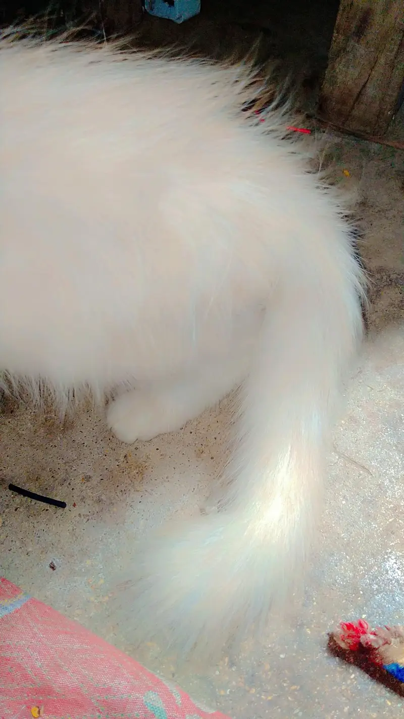 cat kitten cute Bhot masti karti hn — photo 4