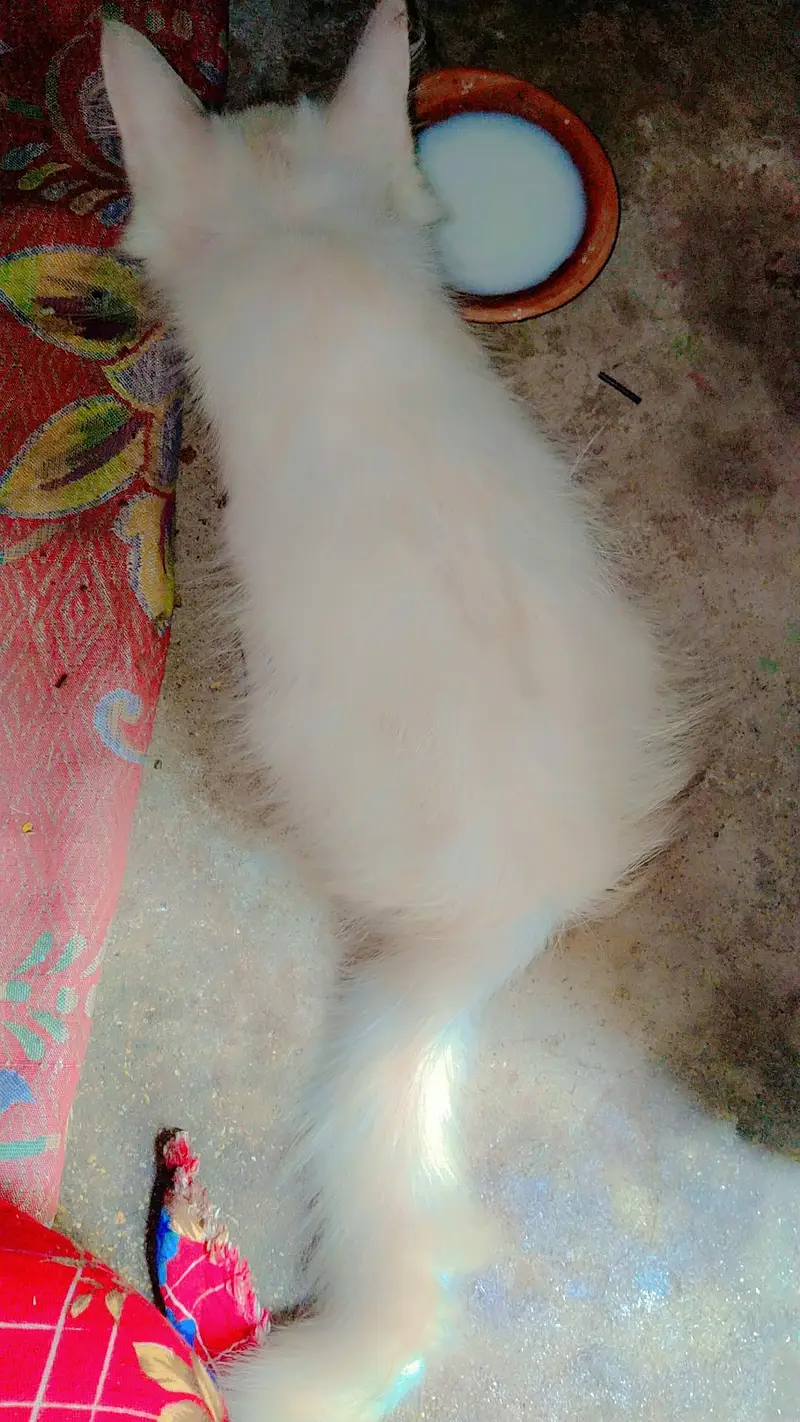 cat kitten cute Bhot masti karti hn — photo 5