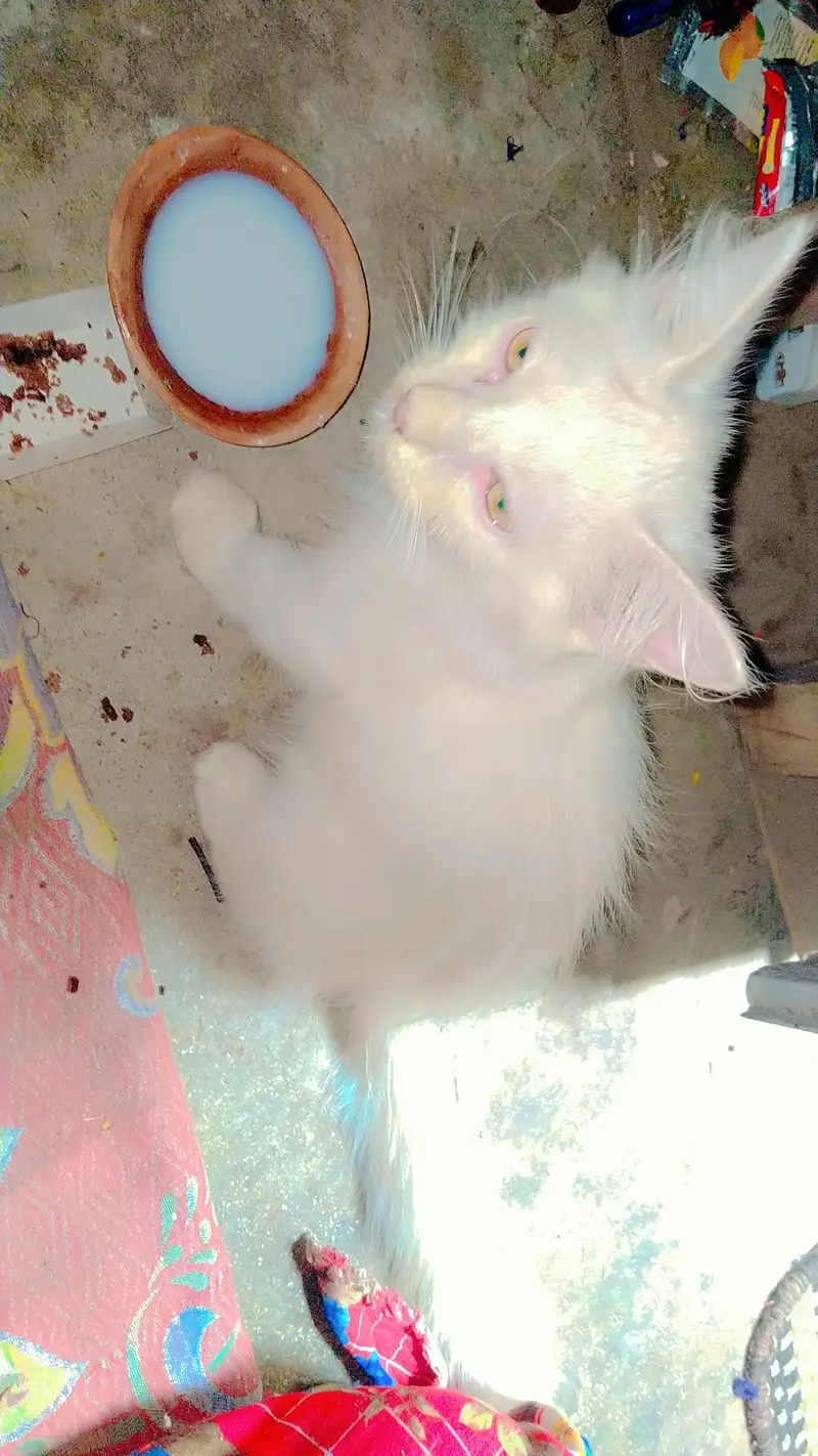 cat kitten cute Bhot masti karti hn — photo 6