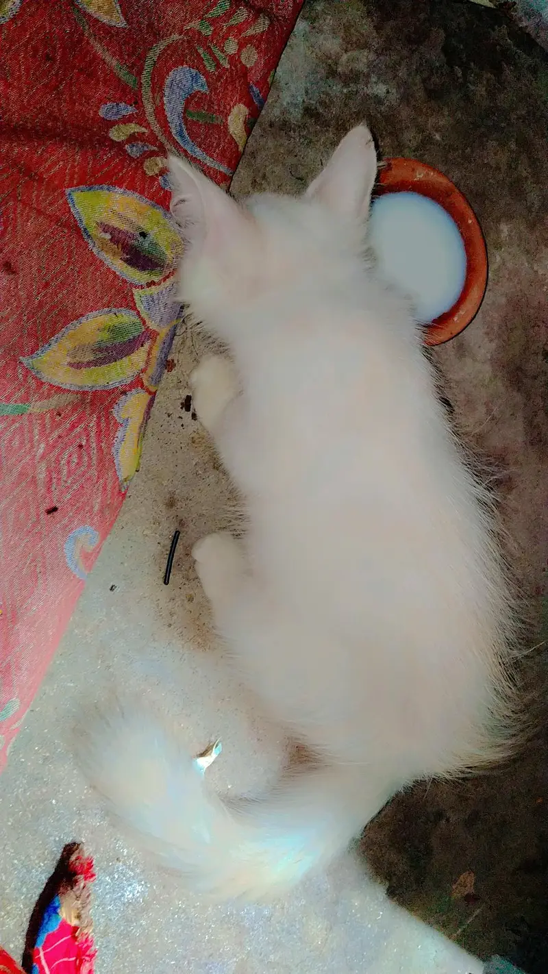 cat kitten cute Bhot masti karti hn — photo 7