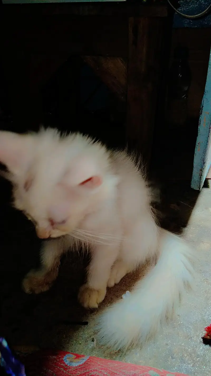 cat kitten cute Bhot masti karti hn — photo 8