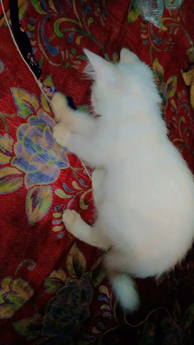 cat kitten cute Bhot masti karti hn — photo 10