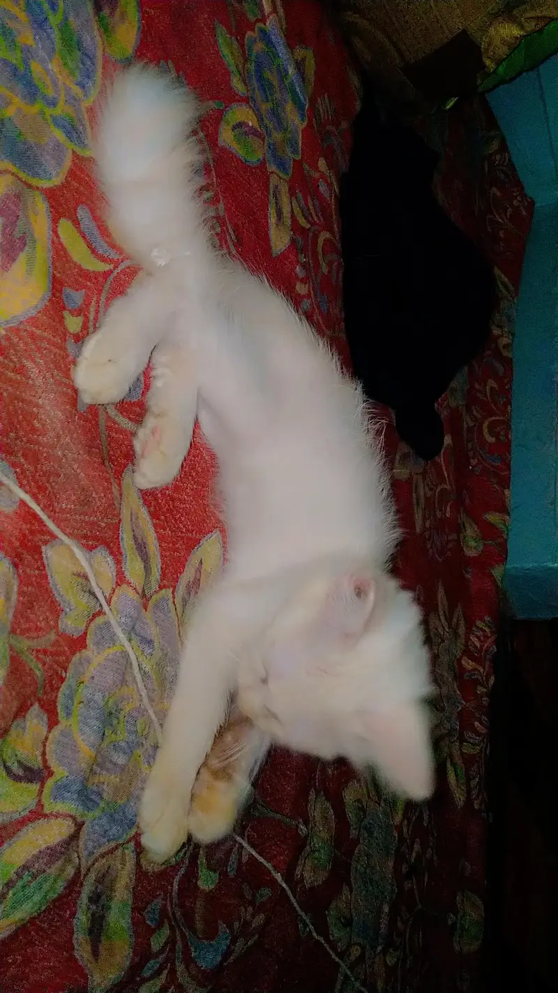 cat kitten cute Bhot masti karti hn — photo 11