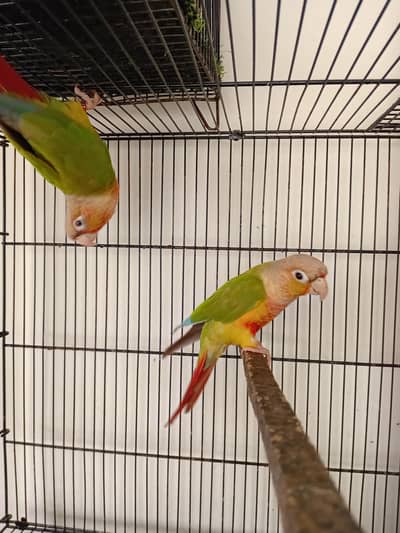 Pineapple Conure Red Factor Breeder Pairs