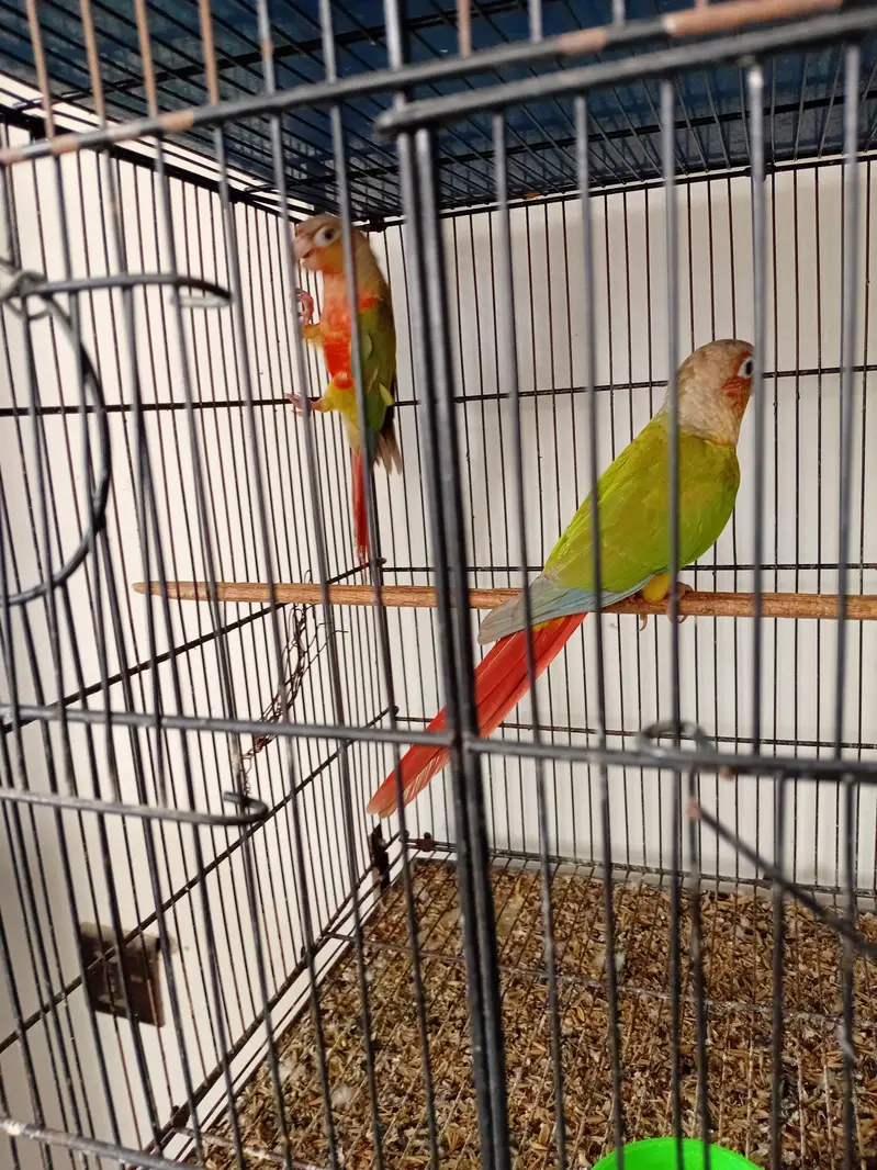Pineapple Conure Red Factor Breeder Pairs — photo 2