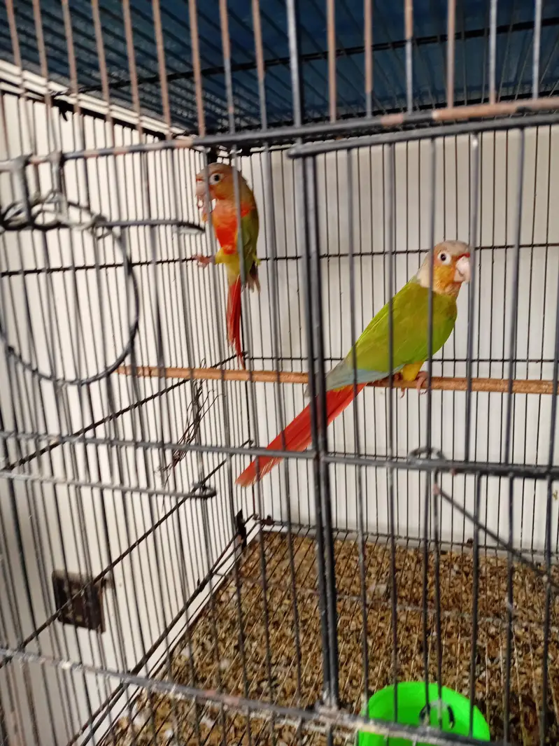 Pineapple Conure Red Factor Breeder Pairs — photo 3