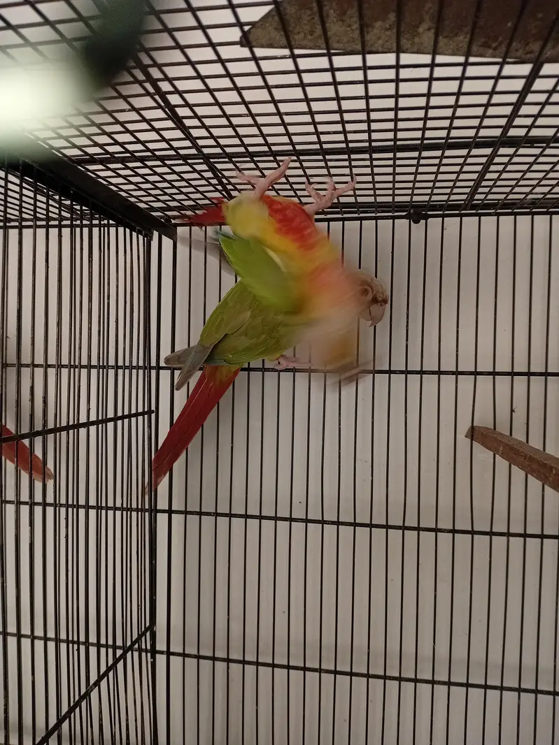 Pineapple Conure Red Factor Breeder Pairs — photo 4