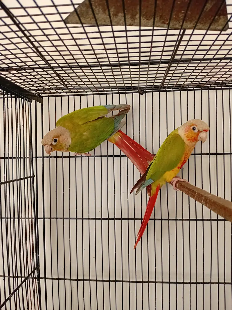 Pineapple Conure Red Factor Breeder Pairs — photo 5