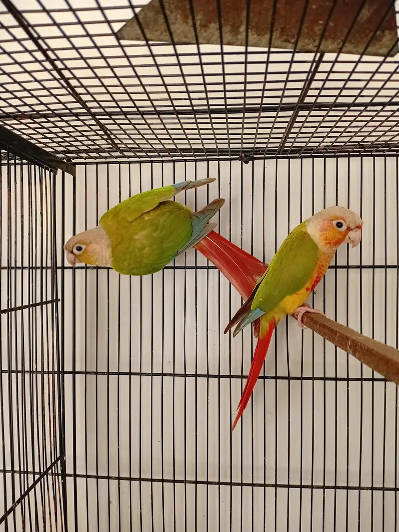 Pineapple Conure Red Factor Breeder Pairs — photo 6