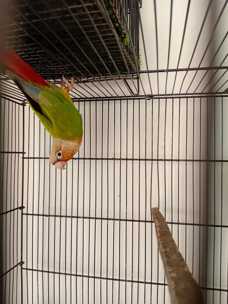 Pineapple Conure Red Factor Breeder Pairs — photo 7