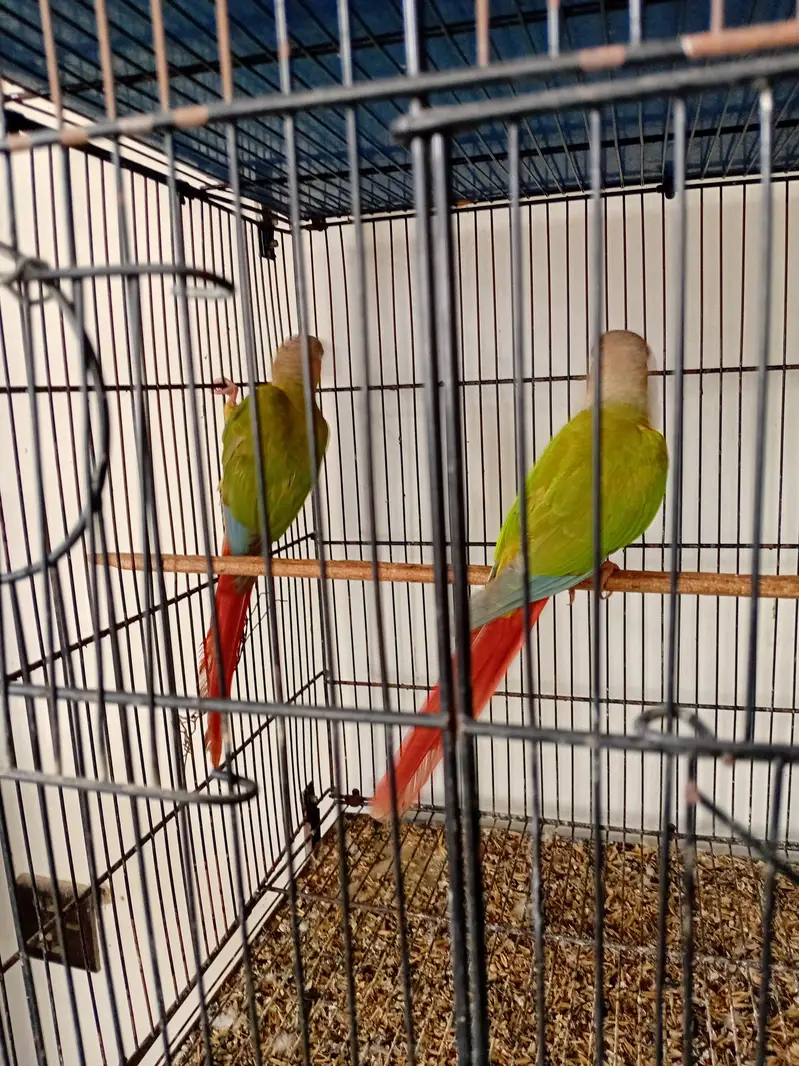 Pineapple Conure Red Factor Breeder Pairs — photo 8