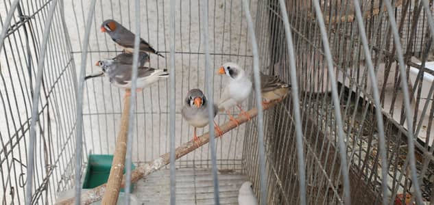 Finches pair/Breeding finch pair