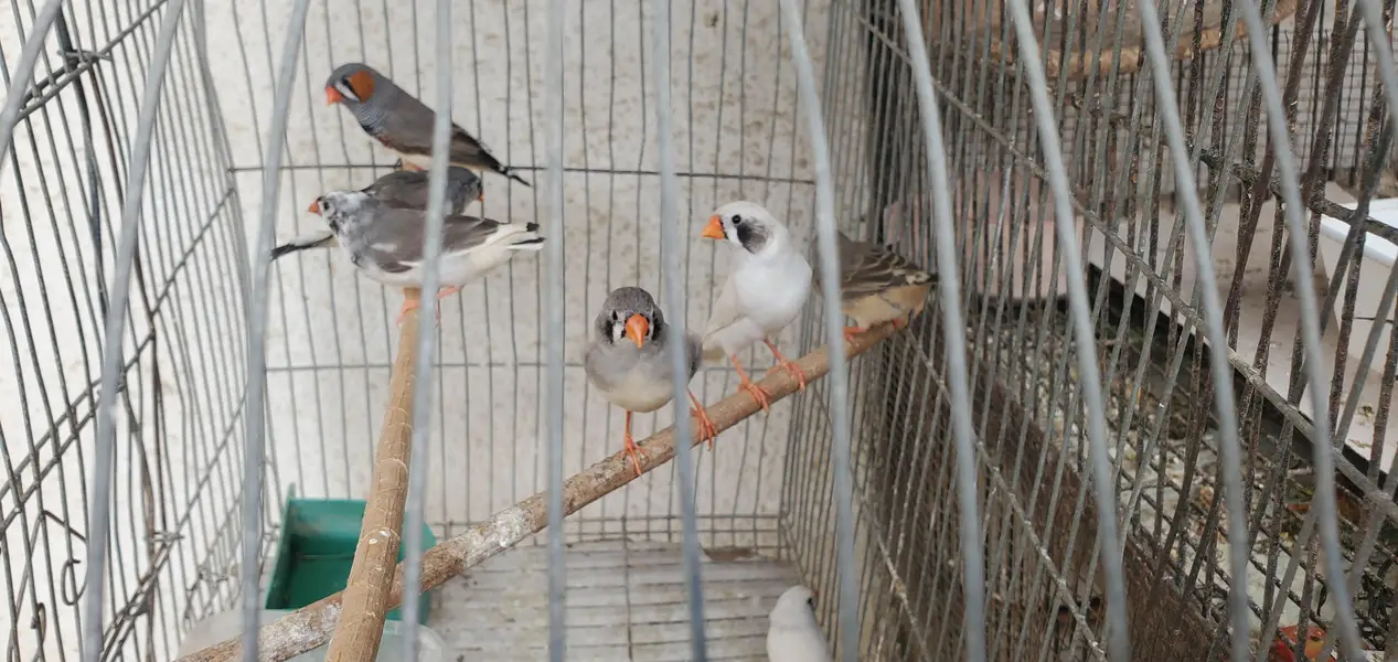 Finches pair/Breeding finch pair