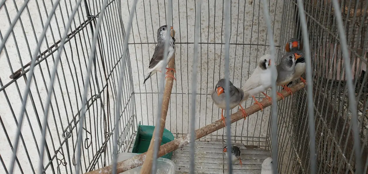 Finches pair/Breeding finch pair — photo 2
