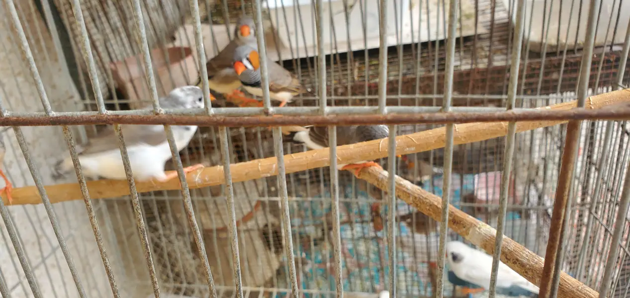 Finches pair/Breeding finch pair — photo 3