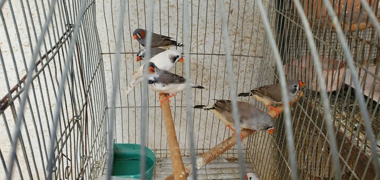 Finches pair/Breeding finch pair — photo 4