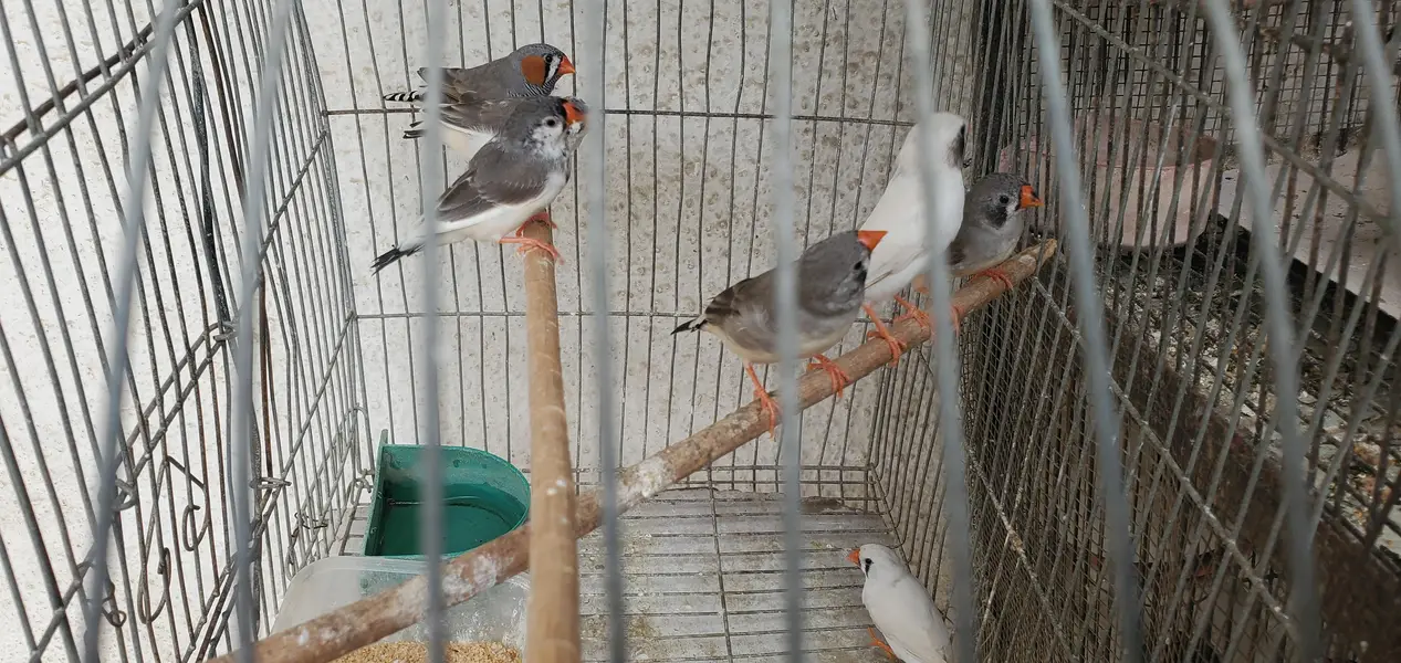 Finches pair/Breeding finch pair — photo 5
