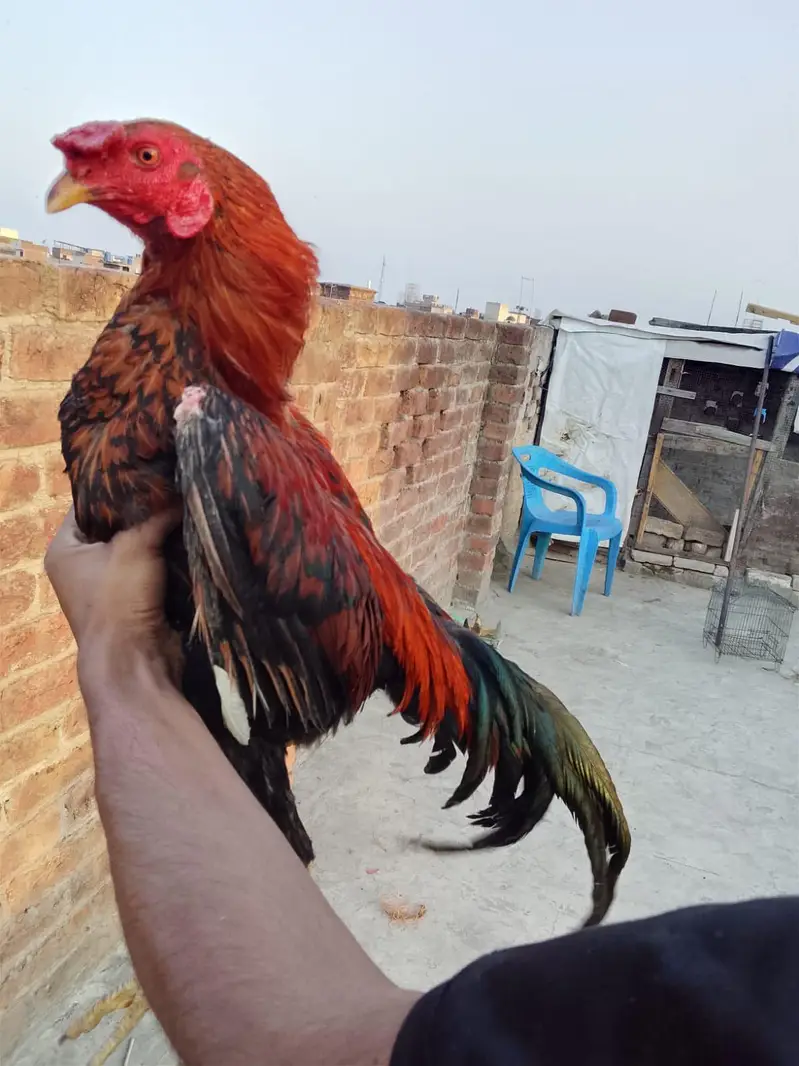 Shirleen BHI rabta kary phone number 03248726788 — photo 2