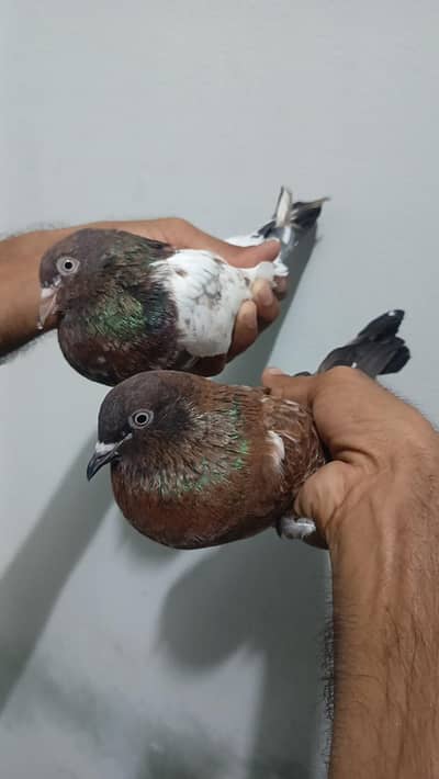 kabootar pigeon