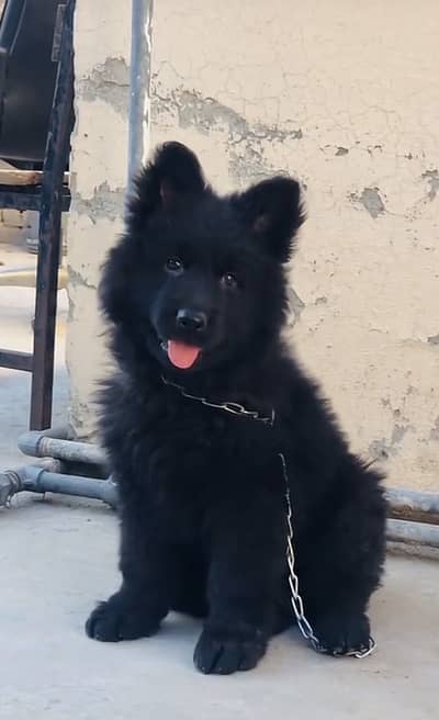 Top quality black Germen sheperd puppy 032556610508