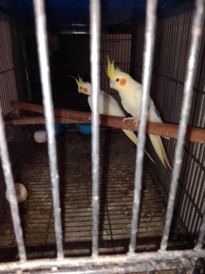 cocktail breeder pair