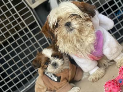 Shihtzu dog/male/female/pup/stud/breeder/mated
