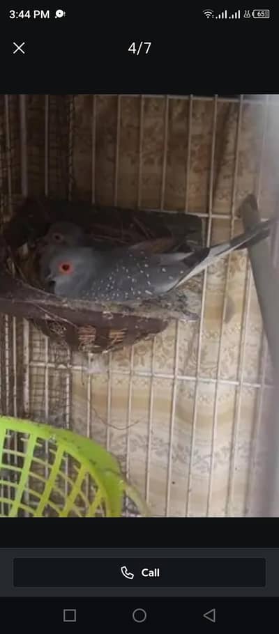 dove pair and finch pair diamond Dove pair