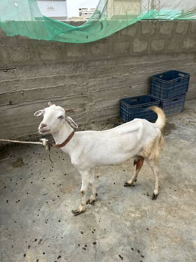 Bakrian available for sell