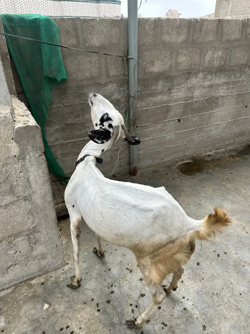 Bakrian available for sell — photo 2