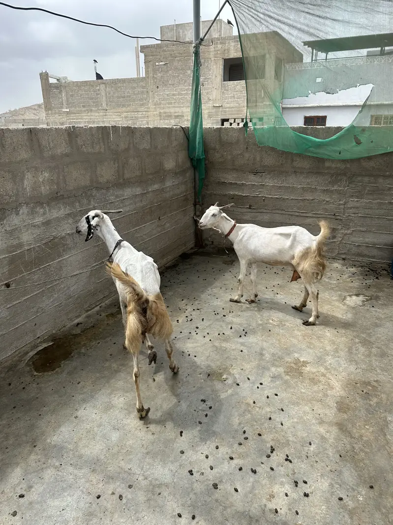 Bakrian available for sell — photo 3