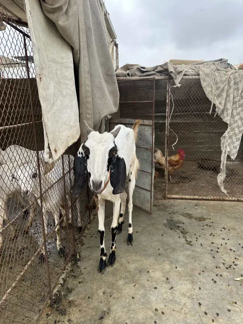 Bakrian available for sell — photo 4