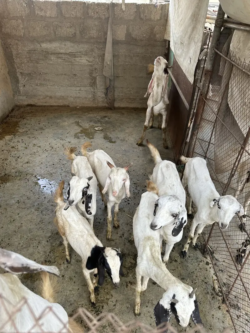 Bakrian available for sell — photo 5